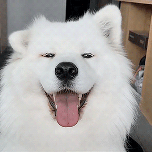 Cute Samoyed Dog Smiling GIF