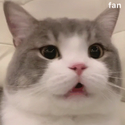 Cute Scared Huh Cat Meme GIF