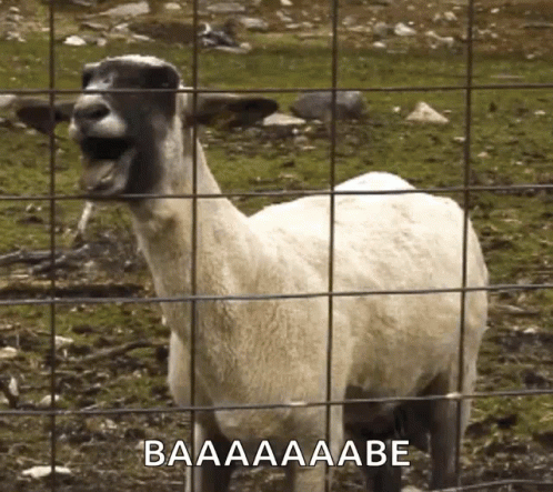 Cute Screaming Goat Babe GIF