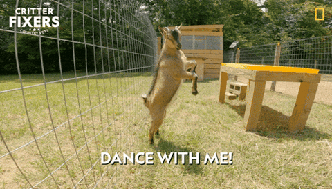 Cute Screaming Goat Dance With Me GIF