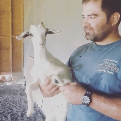 Cute Screaming White Talkative Goat GIF