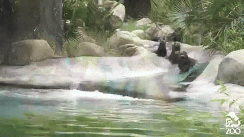 Cute Sea Lions Having Fun In Waterslide GIF