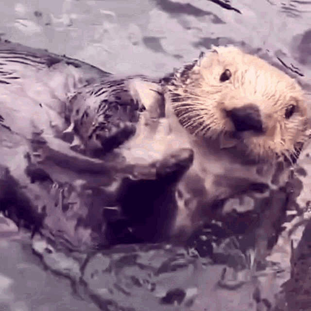 Cute Sea Otter Slow Clap GIF