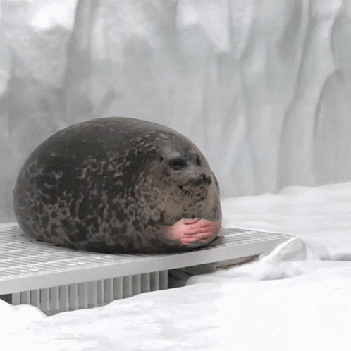 Cute Seal Waiting Patiently GIF