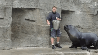 Cute Seals Getting Lunch Time GIF