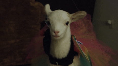 Cute Sheep Butterfly GIF