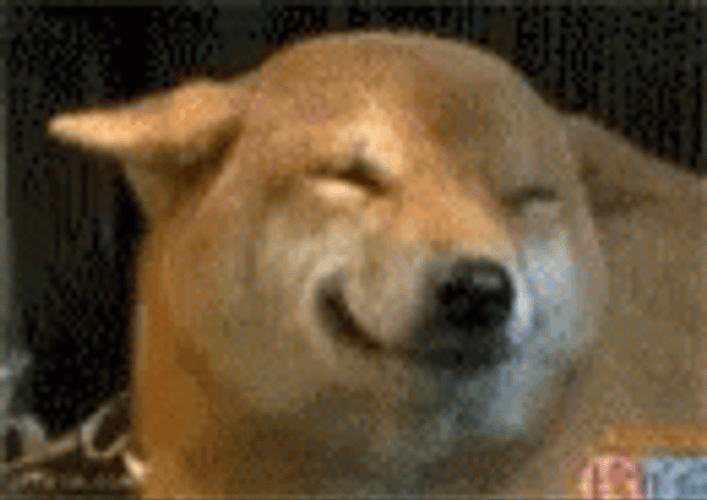 Cute Shiba Inu Dog Genuine Smile GIF