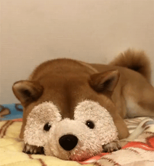 Cute Shiba Inu Dog GIF