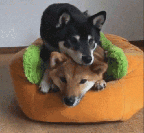 Cute Shiba Inu Dogs Hugging Cuddling GIF