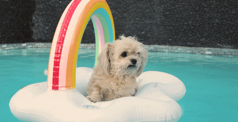 Cute Shih Tzu Chilling In The Pool GIF