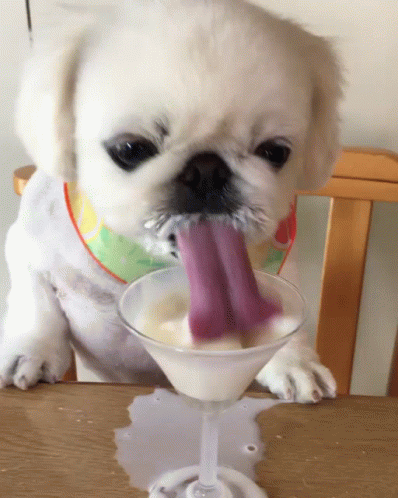 Cute Shih Tzu Dog Slurp Milk GIF