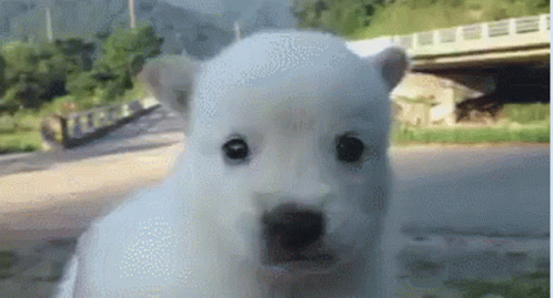Cute Shivering Dog On Roadside GIF
