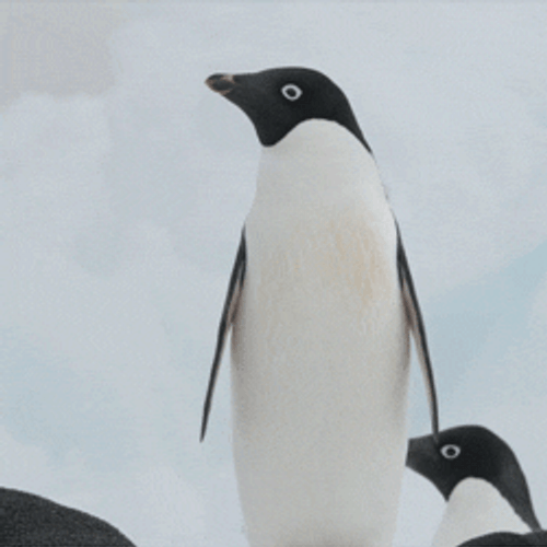 Cute Shocked Penguin GIF