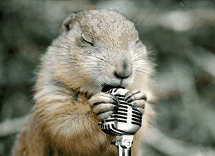 Cute Singer Groundhog Meme GIF
