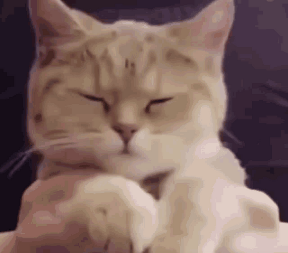 Cute Sleepy Cat Celebration Dance GIF