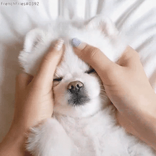 Cute Sleepy Dog Massage GIF