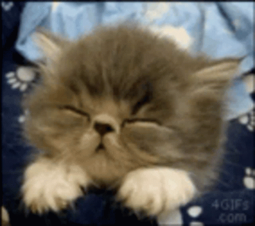 Cute Sleepy Furry Little Kitten GIF