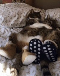 Cute Sleepy Little Cats Hugging GIF