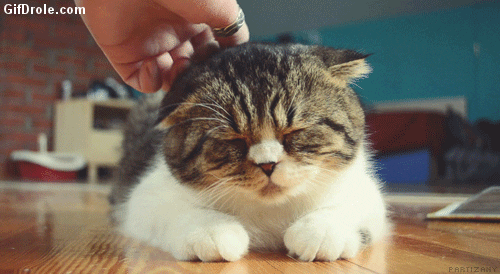 Cute Sleepy Moving Cat GIF