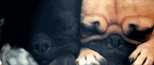 Cute Sleepy Pugs Blinking GIF