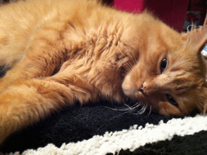 Cute Sleepy Tabby Cat GIF