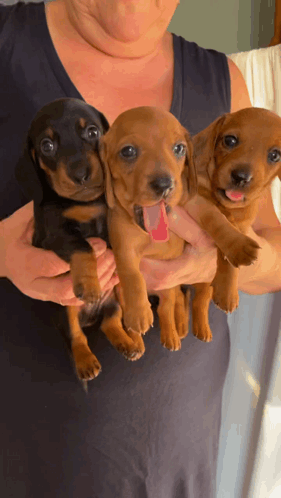 Cute Sleepy Wiener Dog GIF