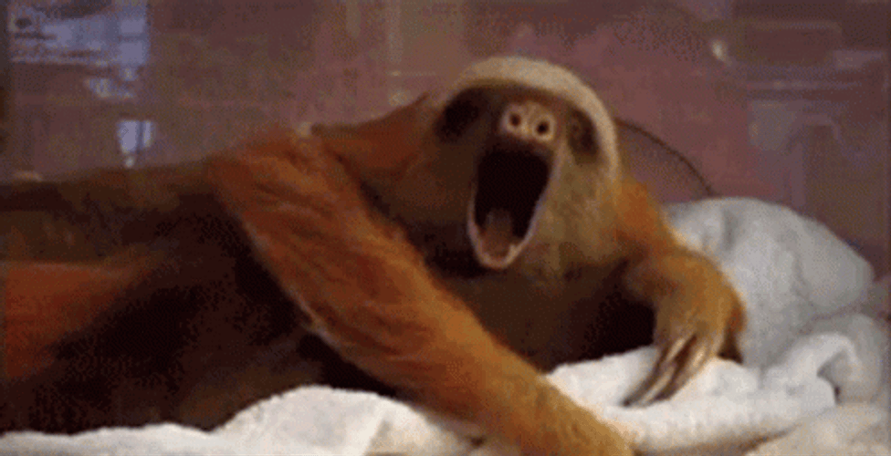 Cute Sloth Tired GIF