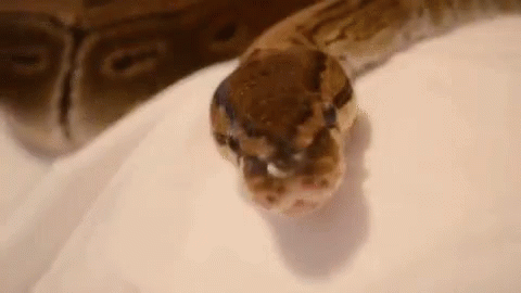 Cute Snake Blushing And Crawling Away GIF