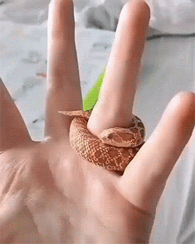 Cute Snake Coiling Around Finger GIF