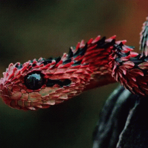 Cute Snake Head Changing Colors GIF