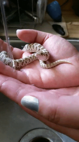 Cute Snake On Palm Drinking Water GIF