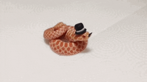 Cute Snake Wearing Small Hat GIF