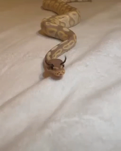 Cute Snake With Fake Eyelashes GIF