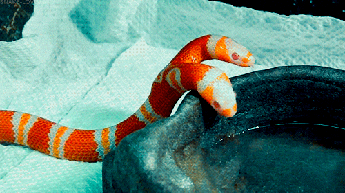 Cute Snake With Two Heads GIF