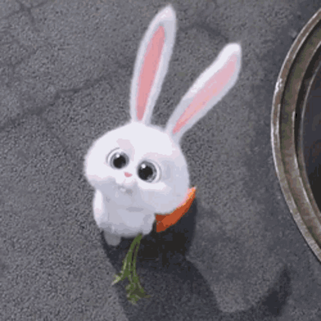 Cute Snowball Bunny Staring GIF