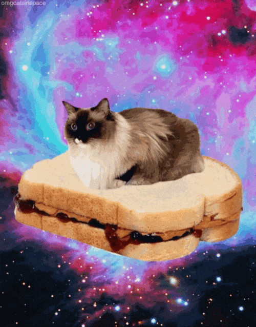 Cute Space Cat Sandwich GIF