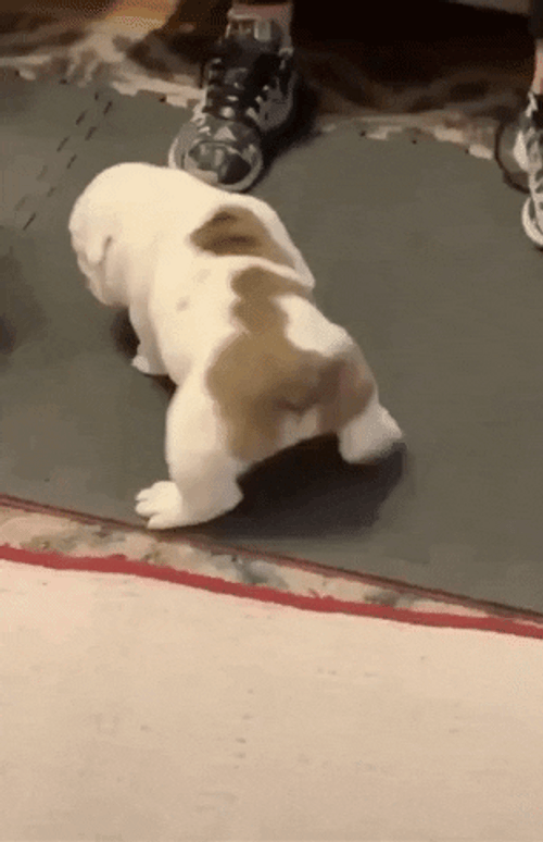 Cute Splitting Bulldog GIF