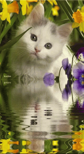 Cute Spring Cat Water Reflection GIF