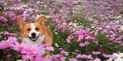 Cute Spring Flowers Corgi Smile GIF