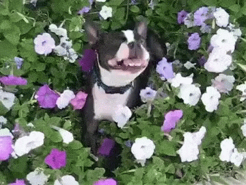 Cute Spring Flowers Dog Allergies GIF
