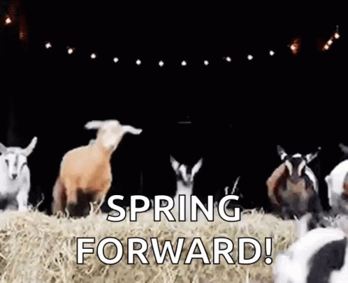 Cute Spring Forward Goats Jump GIF