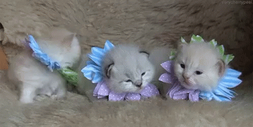 Cute Spring Kittens Flower Costume GIF