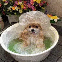 Cute Spring Puppy Bath Time GIF