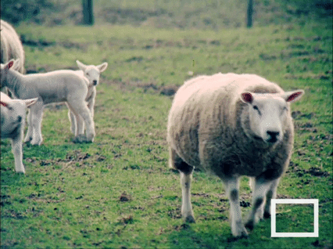 Cute Spring Scenery Lamb Sheep GIF