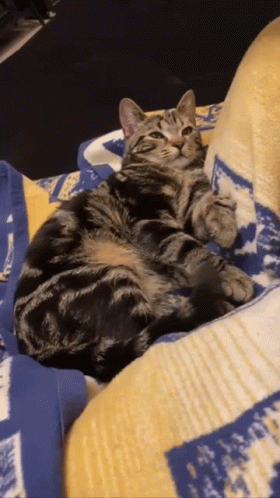 Cute Squish Cat GIF