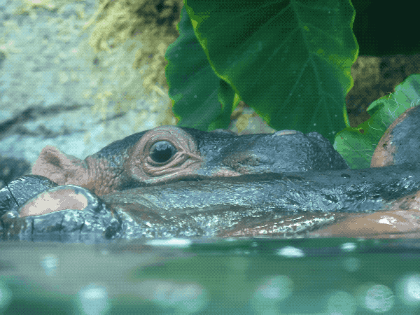 Cute Struggling Hippopotamus GIF