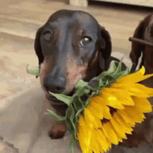 Cute Sweet Little Wiener Dog GIF