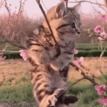 Cute Tabby Cat Chilling Sakura GIF