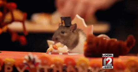 Cute Thanksgiving Rat & Hamster GIF