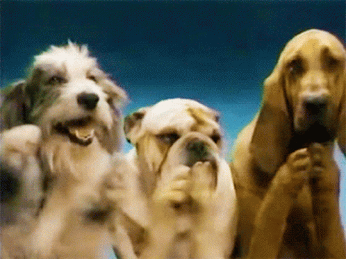 Cute Three Dogs Aplausos GIF